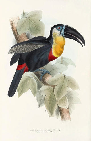 John Gould - A monograph of the Ramphastidae or family of toucans Pl09.webp