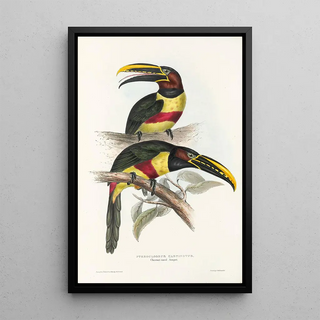 John Gould - A monograph of the Ramphastidae or family of toucans Pl13.webp