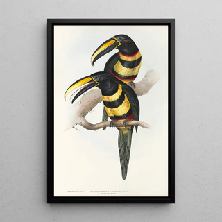 John Gould - A monograph of the Ramphastidae or family of toucans Pl15.webp