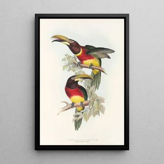 John Gould - A monograph of the Ramphastidae or family of toucans Pl16.webp