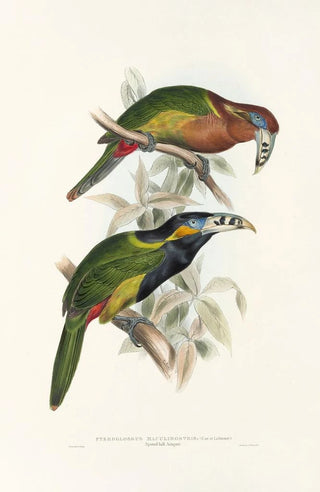 John Gould - A monograph of the Ramphastidae or family of toucans Pl21.webp