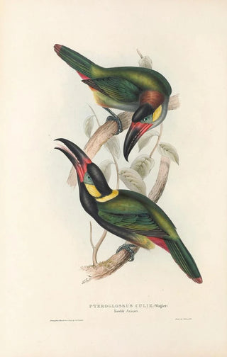 John Gould - A monograph of the Ramphastidae or family of toucans Pl24.webp
