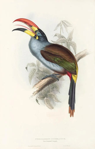 John Gould - A monograph of the Ramphastidae or family of toucans Pl27.webp