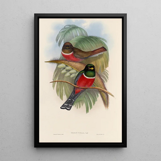 John Gould - A monograph of the Trogonidae or family of trogons Pl05.webp