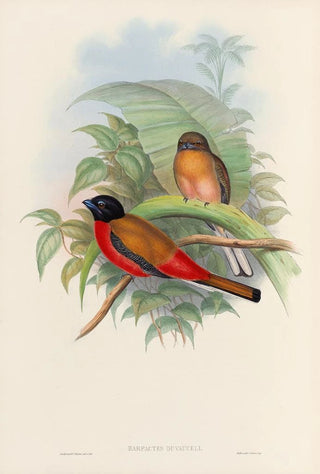 John Gould - A monograph of the Trogonidae or family of trogons Pl12.webp