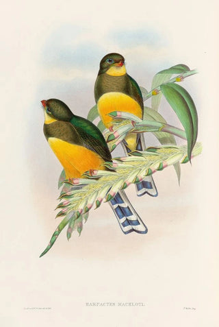 John Gould - A monograph of the Trogonidae or family of trogons Pl25.webp