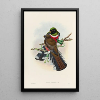 John Gould - A monograph of the Trogonidae or family of trogons Pl28.webp