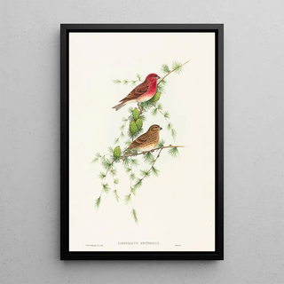 John Gould - Carpodacus erythrinus.webp