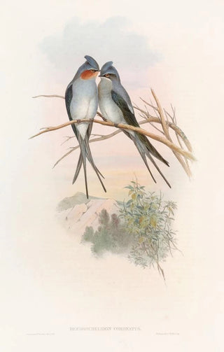 John Gould - Crested TreeSwift.webp