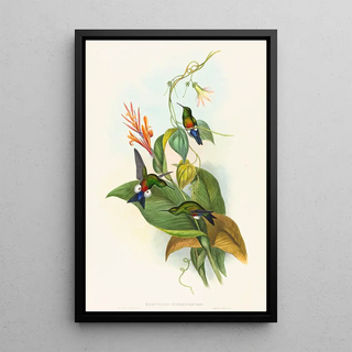 John Gould - Eriocnemis cupreiventris.webp