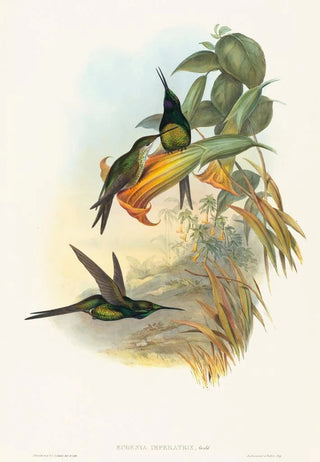 John Gould - Eugenia imperatrix.webp