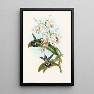 John Gould - Glaucis fraseri.webp