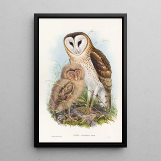 John Gould - GrassOwl.webp