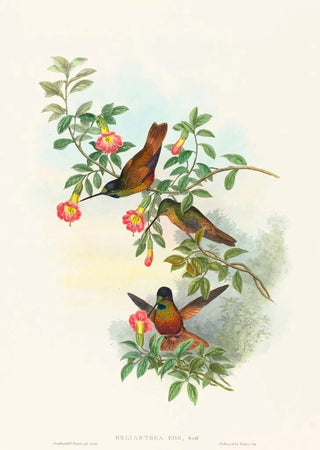 John Gould - Helianthea eos.webp