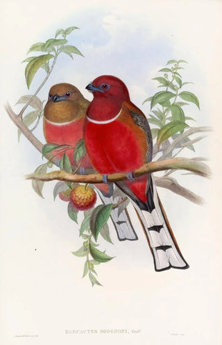 John Gould - Hodgsons Trogon.webp