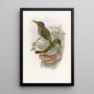 John Gould - Lindsays Kingfisher.webp