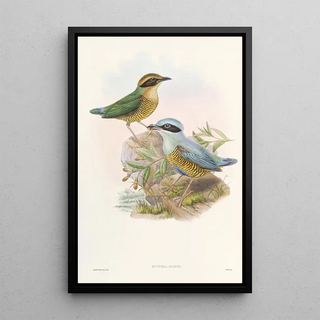 John Gould - Monograph of the Pittidae Pl06.webp