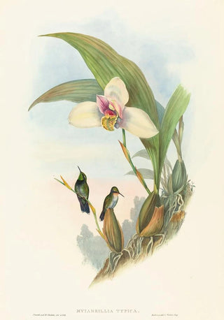 John Gould - Myiabeillia typica.webp