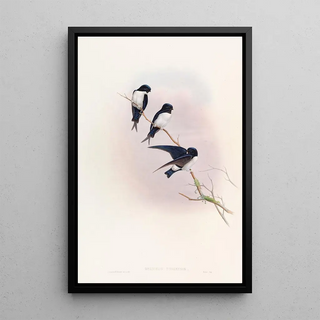 John Gould - Nepal MartinSwallow.webp