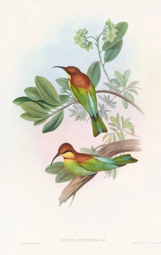 John Gould - Pirik Beeeater.webp