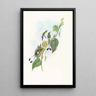 John Gould - Spathura underwoodi.webp