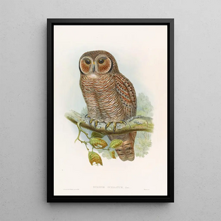 John Gould - Speckled WoodOwl.webp