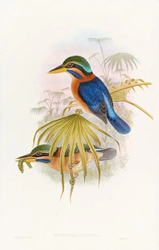 John Gould - Sumatra Kingfisher.webp