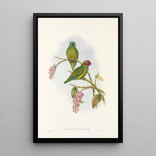 John Gould - The Birds of New Guinea and the adjacent Papuan islands Pl04.webp