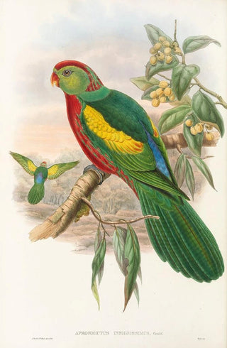 John Gould - The Birds of New Guinea and the adjacent Papuan islands Pl10.webp