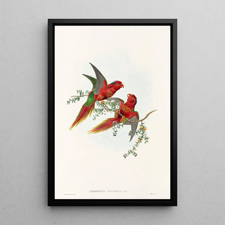 John Gould - The Birds of New Guinea and the adjacent Papuan islands Pl13.webp