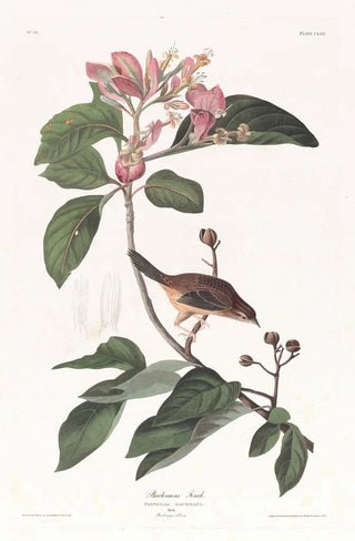 John James Audubon - Bachmans finch.webp