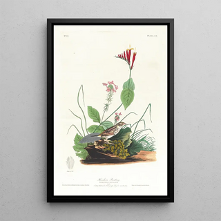 John James Audubon - Henslows bunting.webp