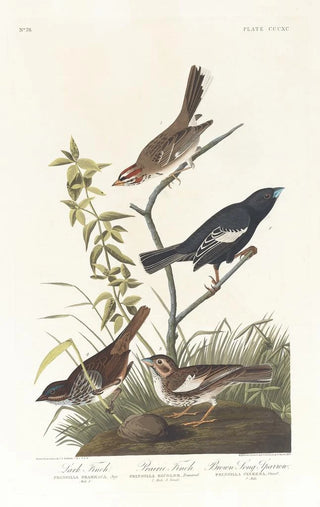 John James Audubon - Lark finch Prairie finch Brown song sparrow.webp