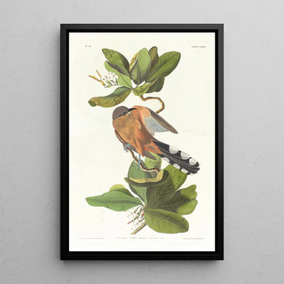 John James Audubon - Mangrove cuckoo.webp