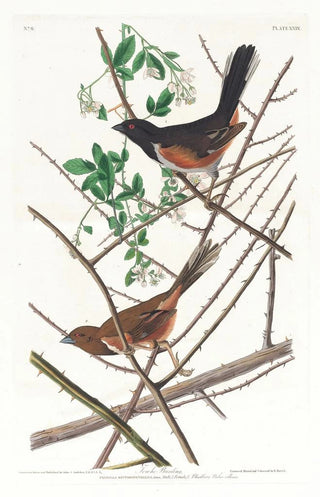 John James Audubon - Towhe bunting.webp