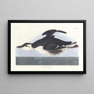 John James Audubon - Uria brunnichii.webp