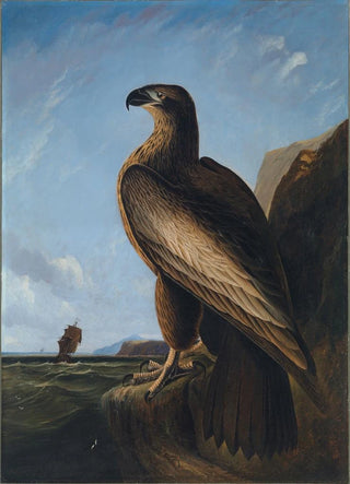 John James Audubon - Washington Sea Eagle.webp