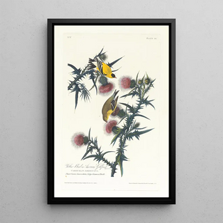 John James Audubon - Yellow bird or American goldfinch.webp