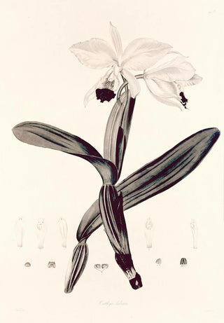 John Lindley - Collectanea botanica Pl33.webp