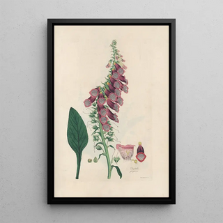 John Lindley - Digitalium monographia Pl02.webp