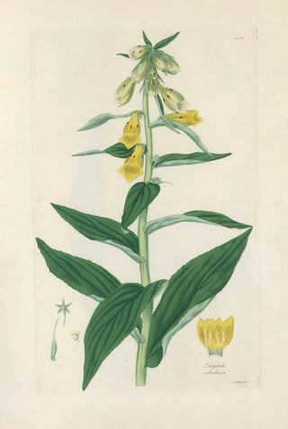 John Lindley - Digitalium monographia Pl08.webp