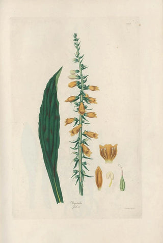 John Lindley - Digitalium monographia Pl09.webp