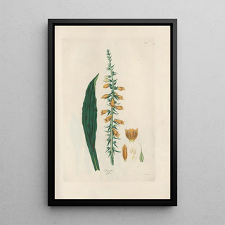 John Lindley - Digitalium monographia Pl09.webp