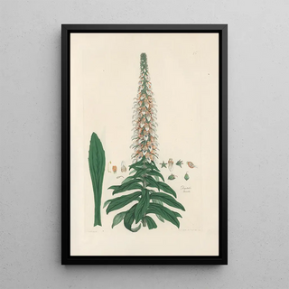 John Lindley - Digitalium monographia Pl15.webp