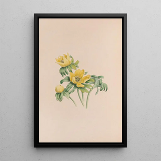 John Stevens Henslow - Winter Aconite.webp