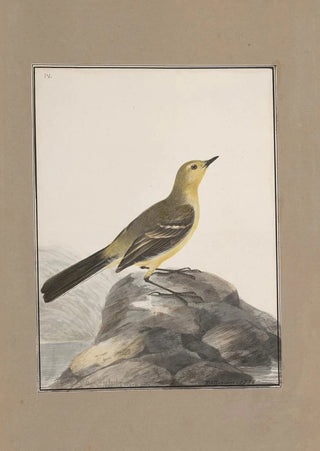 John William Lewin - Original watercolour drawings of birds and eggs Pl04.webp