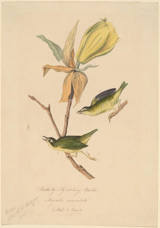 John Woodhouse Audubon - Kentucky Flycatching Warbler.webp