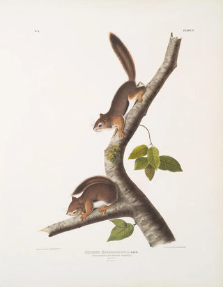 John Woodhouse Audubon - Sciurus Richardsonii Richardsons Columbian Squirrel Natural size Male Female.webp