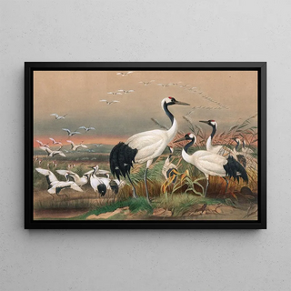 Joseph Wolf - The Mantchurian Crane.webp