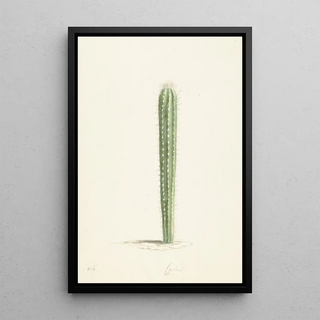 Laurens Vincentsz van der Vinne - Cactus.webp